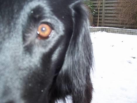 Flat coated retriever Baloo - Er det dig mor? billede 3