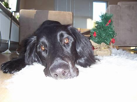 Flat coated retriever Baloo - Suk, det er hårdt at tage julebilleder!!! :-) billede 4