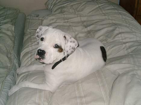 Amerikansk bulldog Chopin billede 18