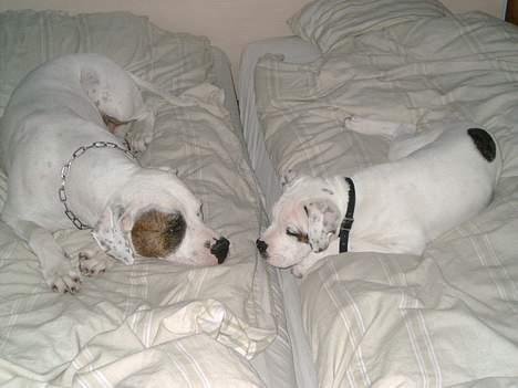 Amerikansk bulldog Chopin - Juhuu, vi har erobret sengen ;-) billede 19