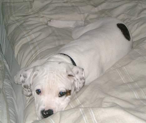 Amerikansk bulldog Chopin billede 20