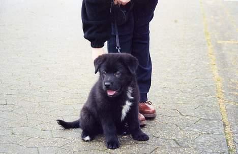 Blanding af racer Tazman - Lille Baby-Tazman, da jeg lige havde fået ham - ca. 9 uger gammel. :-) billede 9