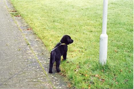 Blanding af racer Tazman - Nye og spændende oplevelser for en lille Baby-Tazman - i en stor stor verden som han ikke helt forstår. :-) billede 10