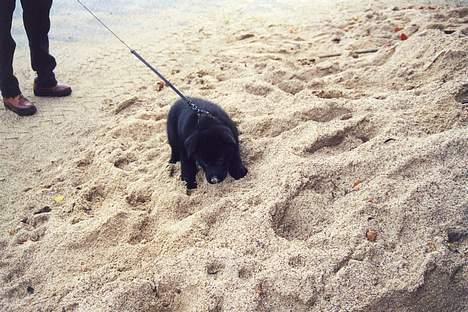 Blanding af racer Tazman - "Weeeeeee... En hyggelig bunke sand som jeg kan lege og grave lidt i!" :-D billede 11