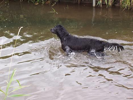 Flat coated retriever Baloo - En rigtig vandhund :-)  billede 5