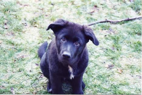 Blanding af racer Tazman - Her er Tazman blevet lidt større. Hvor gammel han er her, husker jeg ikke nøjagtigt, men nok ca. 4 måneder. billede 12