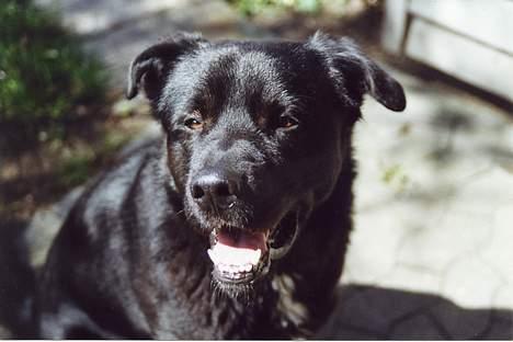 Blanding af racer Tazman - Tazman - glad som altid. :-) billede 13