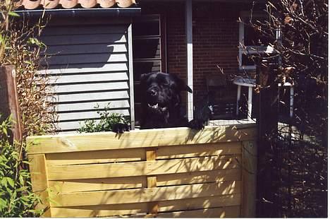 Blanding af racer Tazman - Kuk kuk... :-D  billede 14