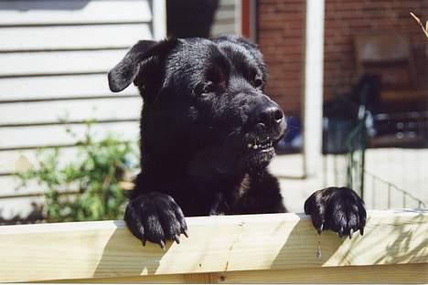 Blanding af racer Tazman - "Grrrrrr... Jeg er da ret god til at se farlig ud, ikke?" :-D Jo, men i virkeligheden dækker hans "hårde ydre" på dette billede over en dyb hemmelighed - han er nemlig mørkeræd og noget af en kylling når det kommer til stykket. Så farlig er han ikke. *gg* billede 15
