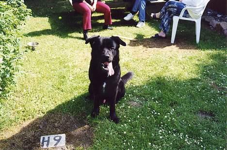 Blanding af racer Tazman - Tazman i sommerhus. :-) billede 16