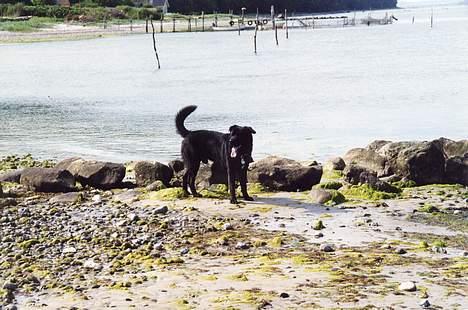 Blanding af racer Tazman - Tazman ved vandet. :-) Men Tazman har endnu en hemmelighed - han kan godt finde på at gå ud i vandet, men han er faktisk lidt vandskræk, og følger fornuftigt nok badereglen "Kun ud til navlen". :-D billede 17