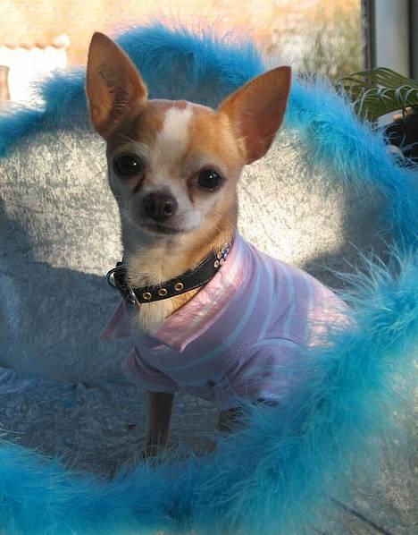 Chihuahua Mexi Xaxo (Xaxo) (R.I.P.) billede 3