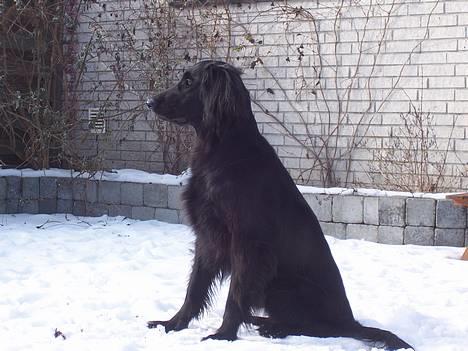 Flat coated retriever Baloo billede 6