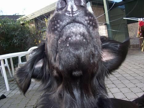 Flat coated retriever Baloo - Er det tæt nok på mor? billede 7