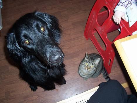 Flat coated retriever Baloo - Tigger.... OS????? Neeeeej da... :-) billede 8