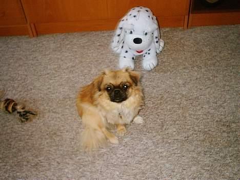 Tibetansk spaniel kira billede 4