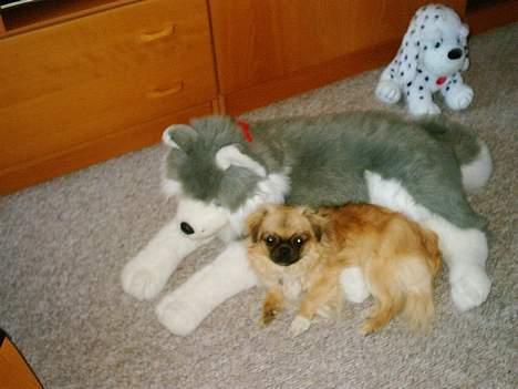 Tibetansk spaniel kira - det er min hund... billede 5