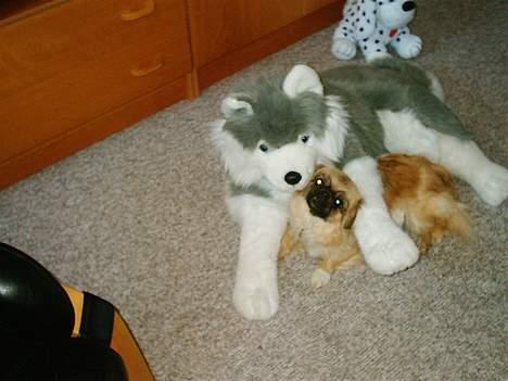 Tibetansk spaniel kira - lægger lige og spiser fluer.. hmm billede 6