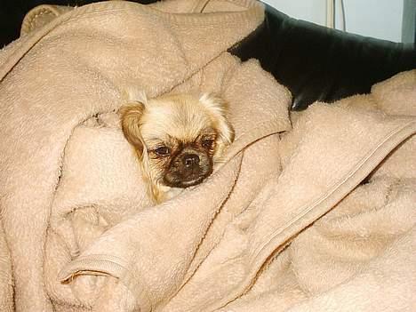 Tibetansk spaniel kira - jeg sover..  billede 7