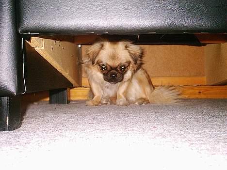 Tibetansk spaniel kira - lad mig være jeg er sur...  billede 8