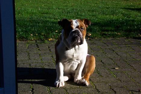 Engelsk bulldog Pumba - R.I.P - Jeg kunne da godt forveksles med en statue, ik? billede 14