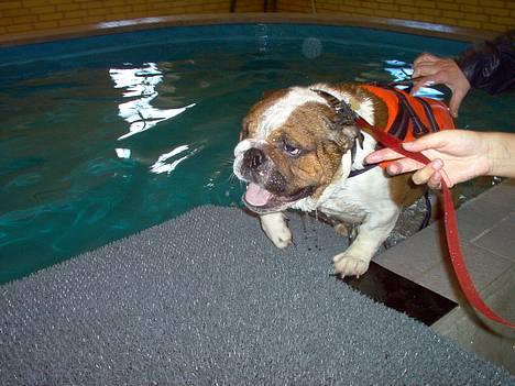 Engelsk bulldog Pumba - R.I.P - Årh, det var rart at komme op. billede 15