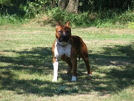 Amerikansk staffordshire terrier alvarez´s ramon candel billede 3