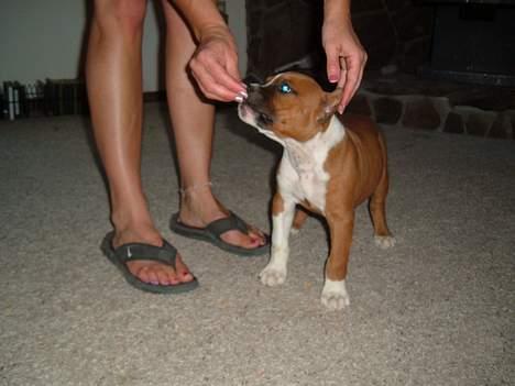 Amerikansk staffordshire terrier alvarez´s ramon candel billede 4