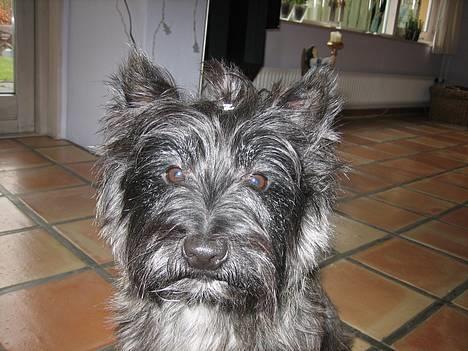 Cairn terrier Sylvester - Sylvester. billede 1