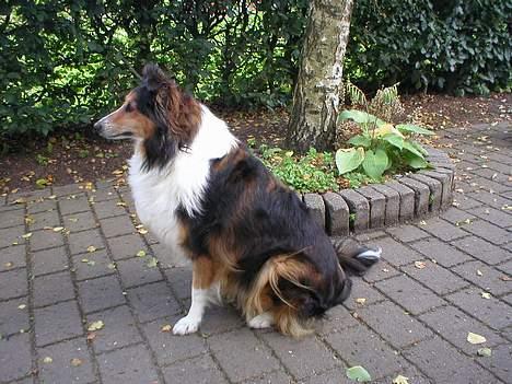 Collie langhåret Soffi R.I.P :´( billede 8