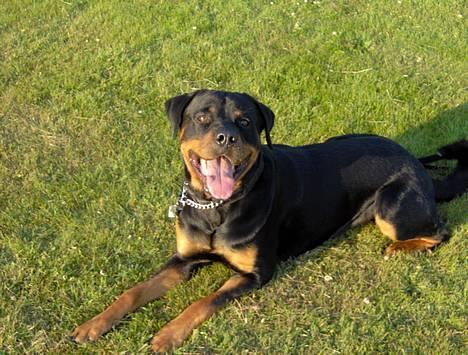 Rottweiler Rex - Ih hvor er det bare sjovt at lege med mit nye legetøj.... billede 14