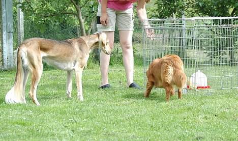 Saluki Tara - øøjjj... Kyllinger!!! Kommer de ikke ud og leger med os? billede 11