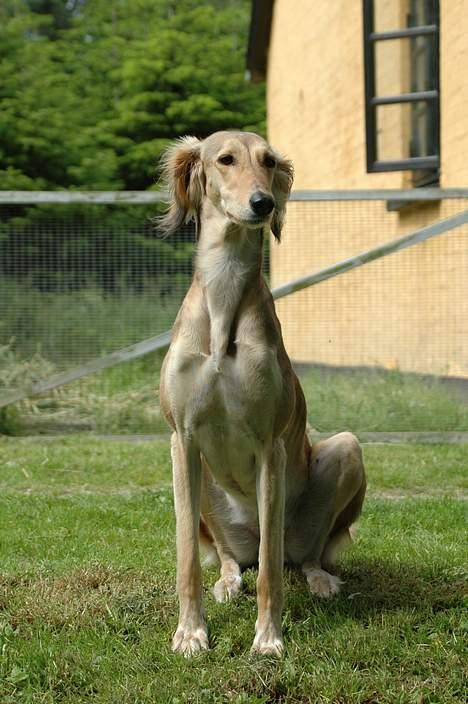 Saluki Tara - Sidder lige og kigger ud i intetheden. billede 12