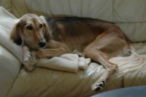 Saluki Tara - Sofaen? Må jeg ikke ligge her??? billede 13