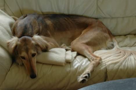 Saluki Tara - Hvis nu jeg ligger HELT stille og fladt så må jeg da gerne! *SS* billede 14