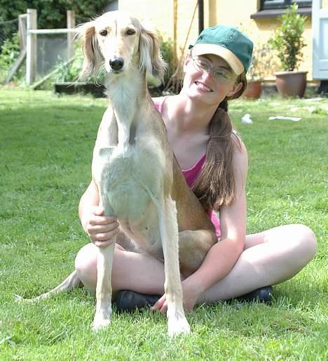 Saluki Tara - Skødehund? det bliver man da aldrig for stor til. billede 15