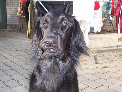 Flat coated retriever Baloo - Bliv nu færdig med de billeder. (14/11) billede 9