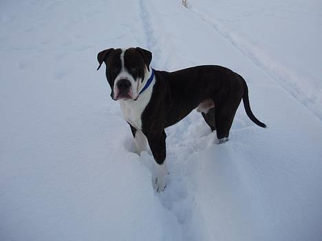 Blanding af racer Nickie DØD d.23-9-06 billede 17