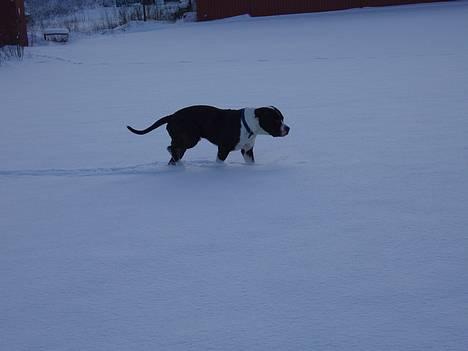 Blanding af racer Nickie DØD d.23-9-06 billede 18