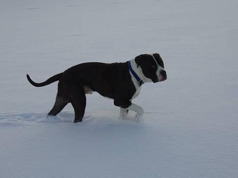 Blanding af racer Nickie DØD d.23-9-06 billede 20