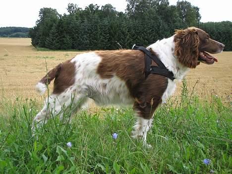Engelsk springer spaniel Twister F.T. "R.I.P" billede 11