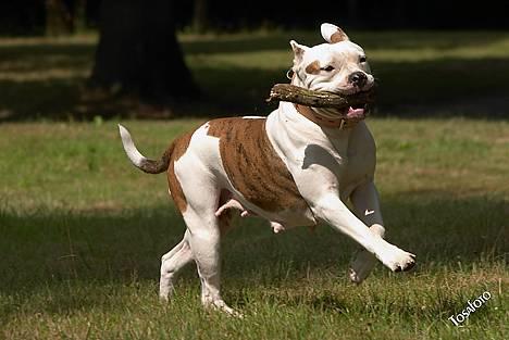 Amerikansk bulldog Kettner's Tequila R.I.P. 5/9 2011 billede 11