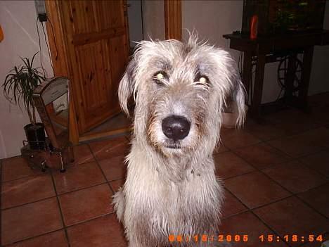 Irsk ulvehund ~Fanta~ - Hej med jer.... billede 1