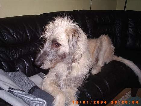 Irsk ulvehund ~Fanta~ - Dejlig sofa billede 2