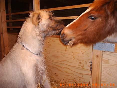 Irsk ulvehund ~Fanta~ - Gode venner billede 3