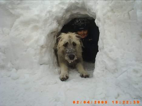 Irsk ulvehund ~Fanta~ - Jeg elsker sne billede 4