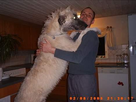 Irsk ulvehund ~Fanta~ - Her er min far billede 5