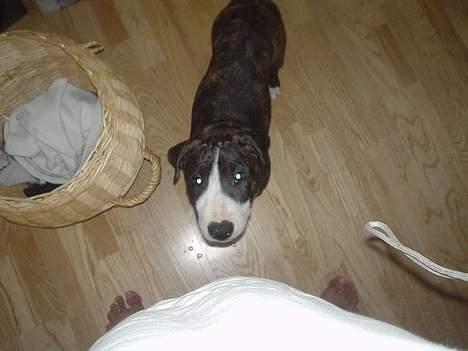 Blanding af racer Tyzon billede 6