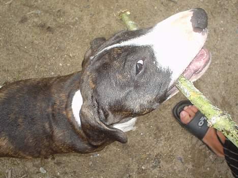 Blanding af racer Tyzon billede 7