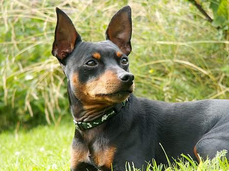 Dvaergpinscher PiriPiri'z Antoni Alegend billede 11